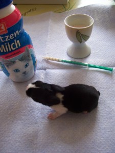 2011.07.10 Hasis 213