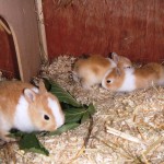 Nachwuchs Holländer gelb-weiß vom 25.07.2013